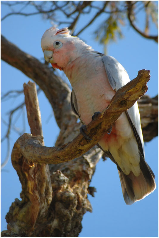 Cacatoès rosalbinadulte