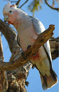 Galah