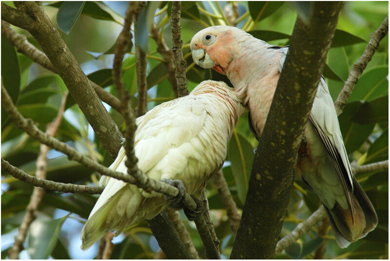 Cacatoès rosalbinadulte