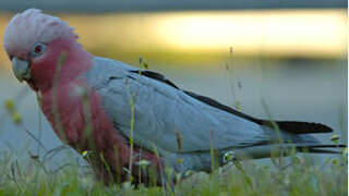 Galah