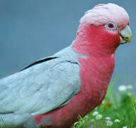 Galah