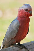 Galah