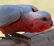 Galah