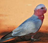 Galah