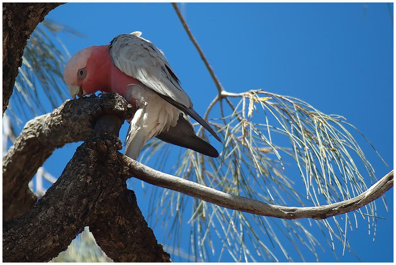 Galah