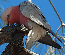 Galah