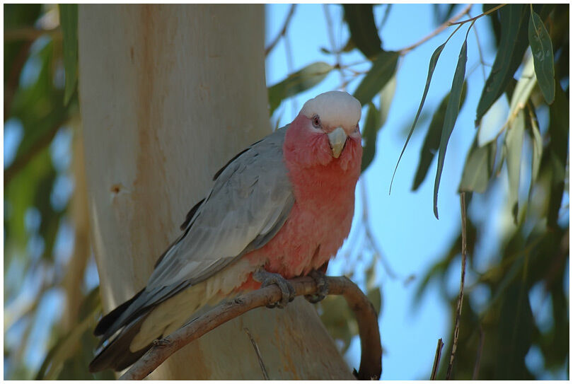 Galah