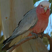 Galah