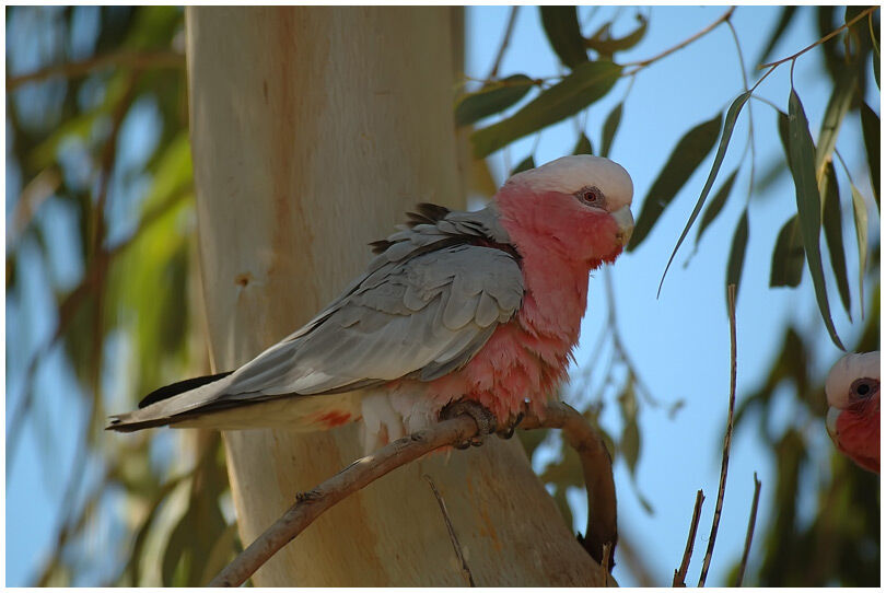 Galah