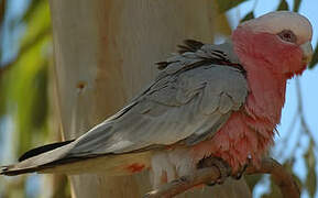 Galah