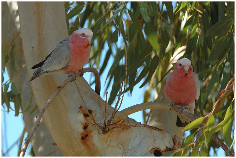 Galah