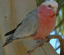 Galah