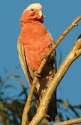 Galah