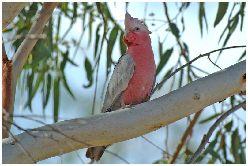 Galah