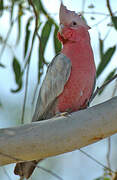 Galah