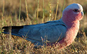 Galah