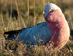 Galah