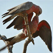 Galah