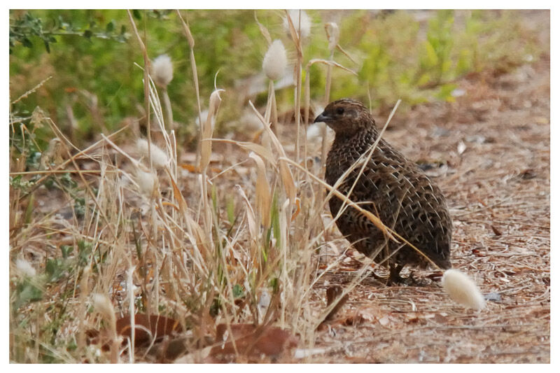 Brown Quail (australis) female adult