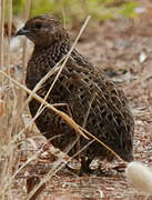 Brown Quail (australis)