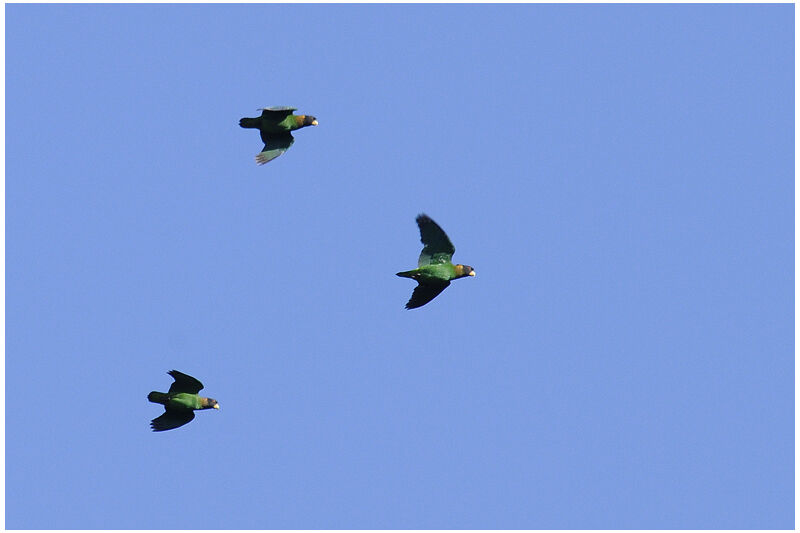 Caica Parrotadult