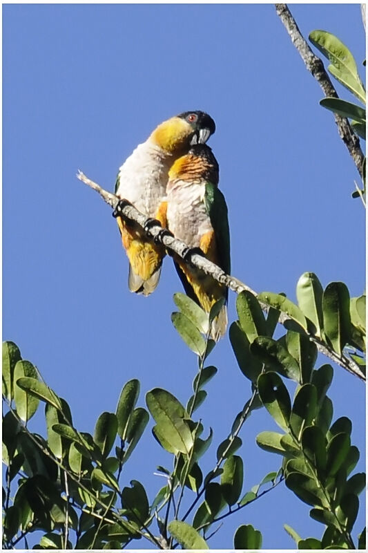 Black-headed Parrotadult