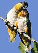 Black-headed Parrot