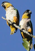 Black-headed Parrot