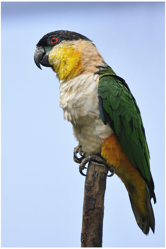 Black-headed Parrotadult, identification