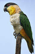 Black-headed Parrot