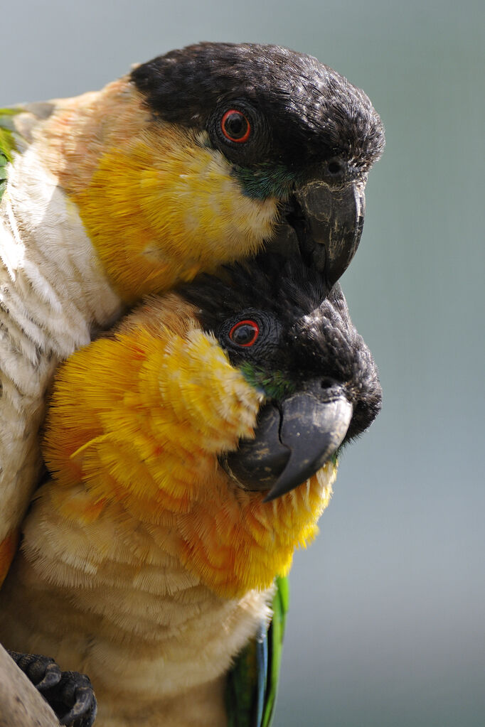 Black-headed Parrotadult