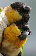 Black-headed Parrot