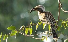 African Grey Hornbill
