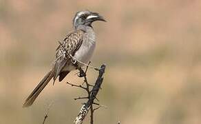 African Grey Hornbill