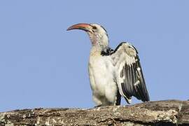 Northern Red-billed Hornbill