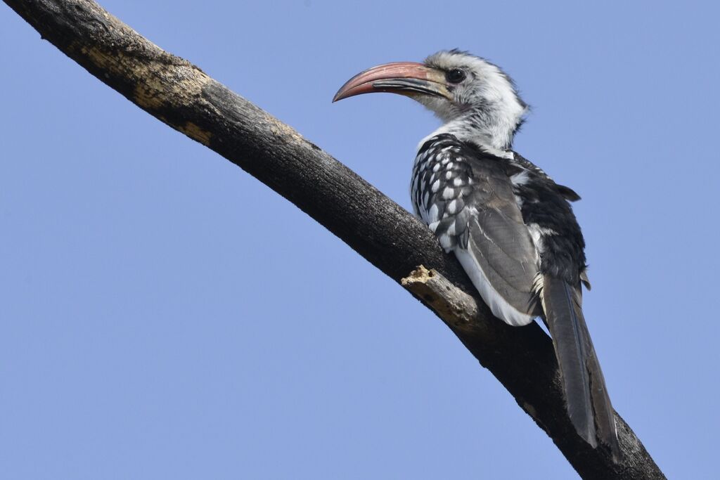 Northern Red-billed Hornbilladult