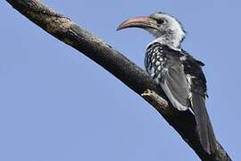 Northern Red-billed Hornbill