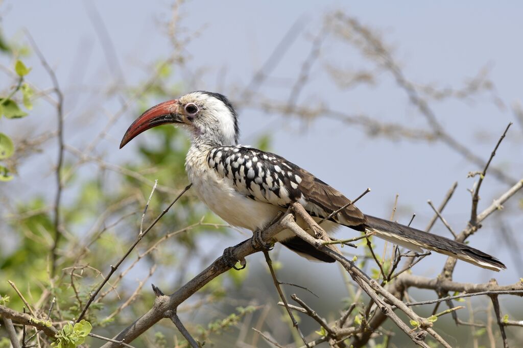 Northern Red-billed Hornbilladult