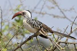 Northern Red-billed Hornbill