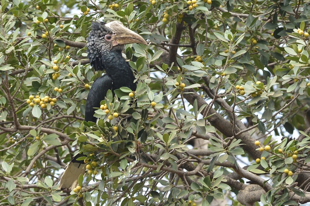 Silvery-cheeked Hornbill female adult, eats