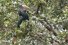 Silvery-cheeked Hornbill