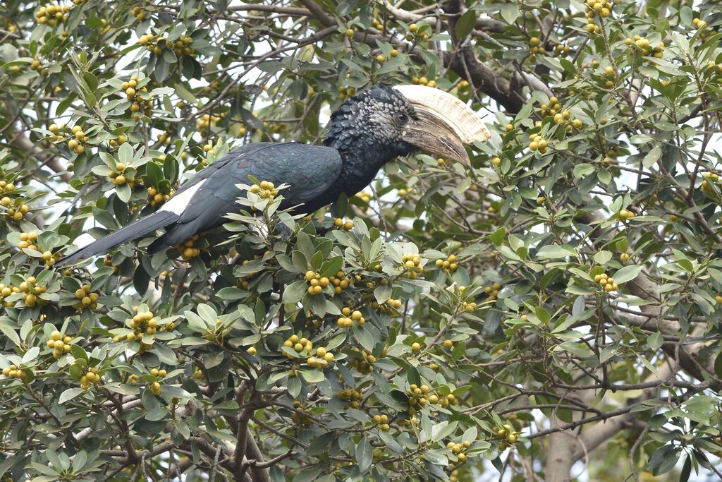 Silvery-cheeked Hornbill male adult, eats