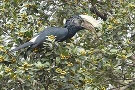 Silvery-cheeked Hornbill