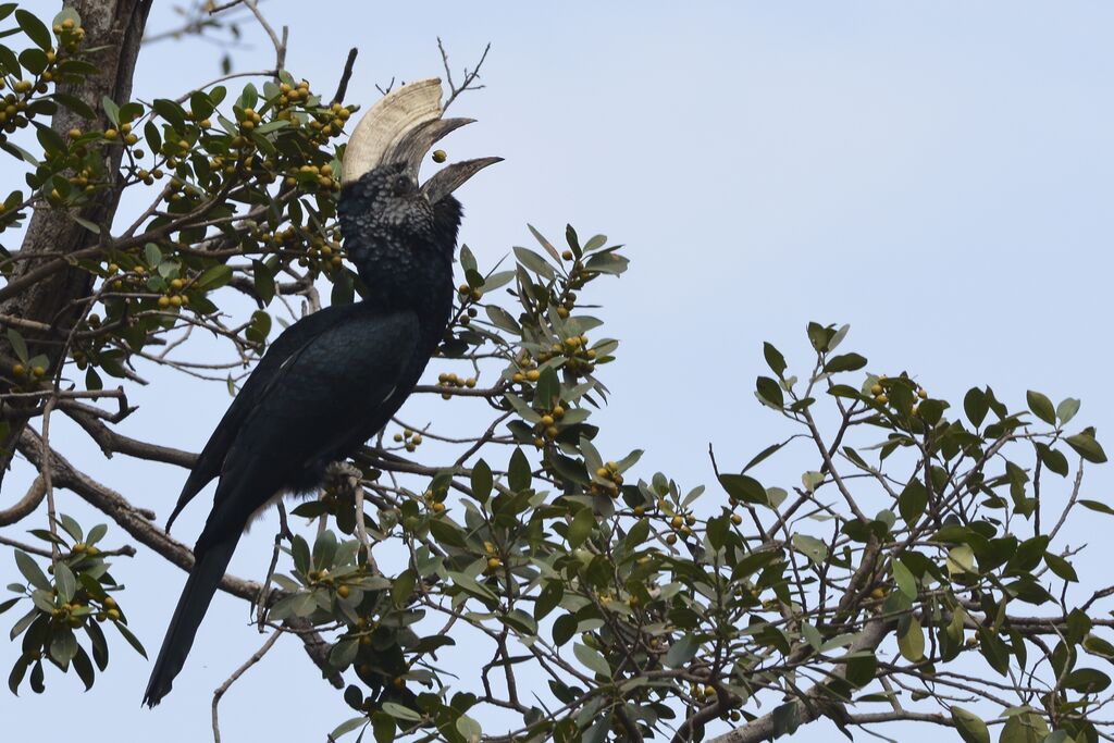 Silvery-cheeked Hornbill male adult, eats