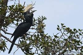 Silvery-cheeked Hornbill