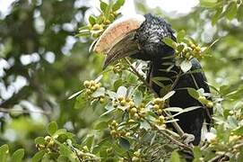 Silvery-cheeked Hornbill