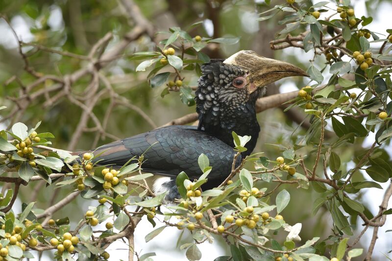Silvery-cheeked Hornbill female adult, eats