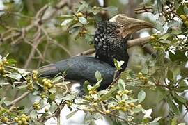 Silvery-cheeked Hornbill