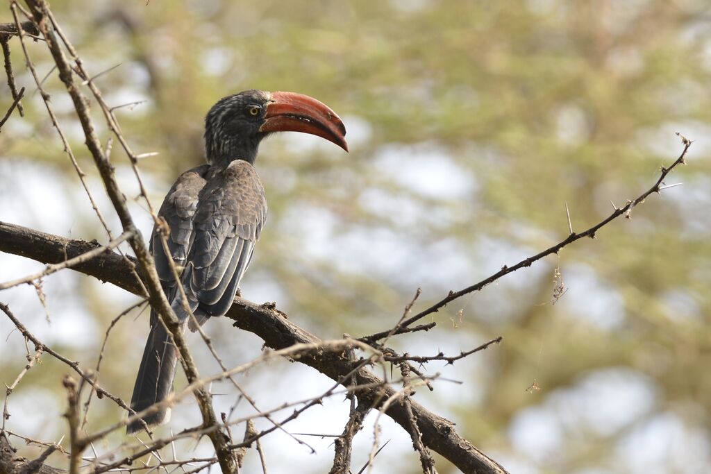 Crowned Hornbill male adult