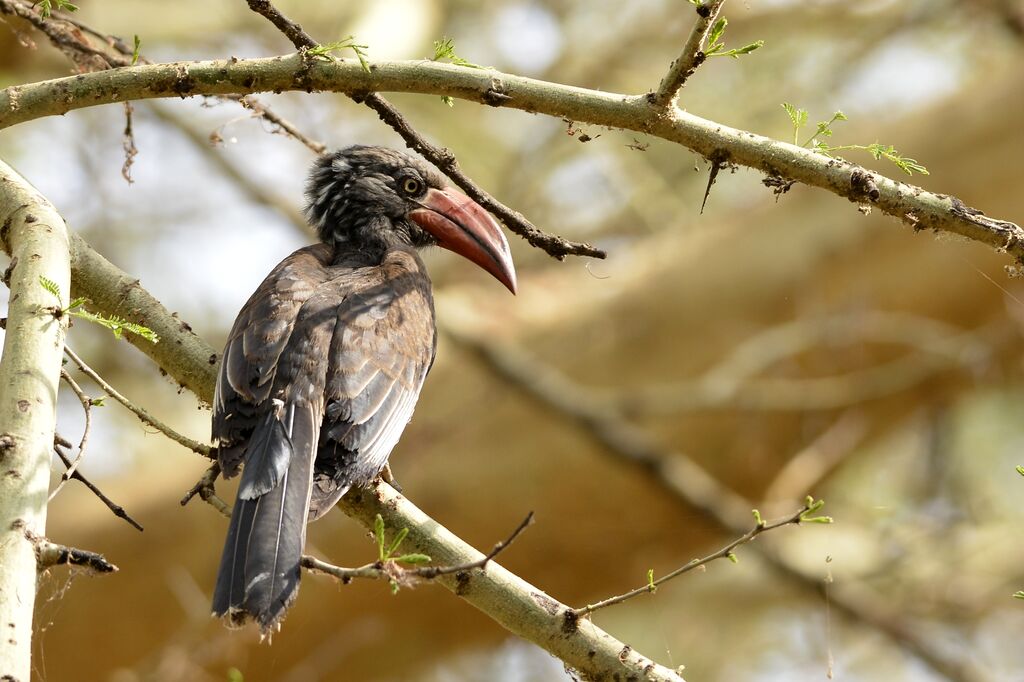 Crowned Hornbill male adult